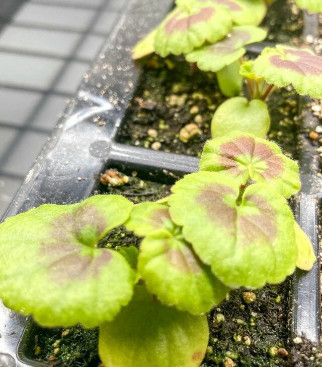 close up of geranium seedlings in pots