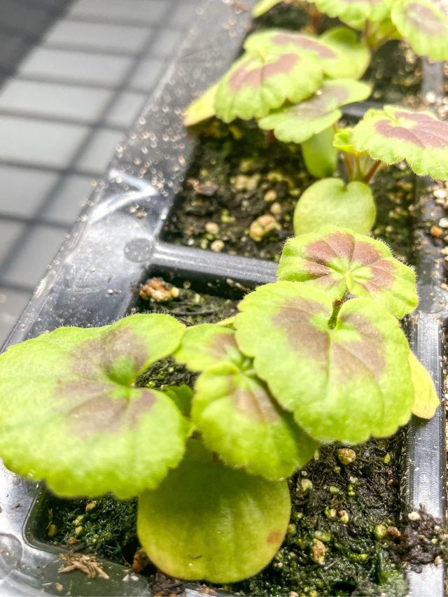 GROWING GERANIUMS FROM SEED