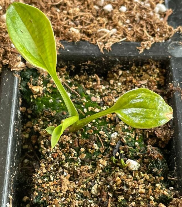 close up image of hosta plant seedling in tray