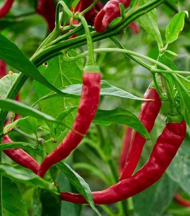 close up of red peppers on a vine