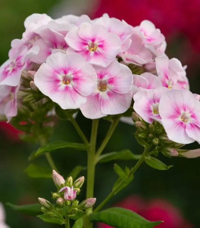 pink phlox blooming