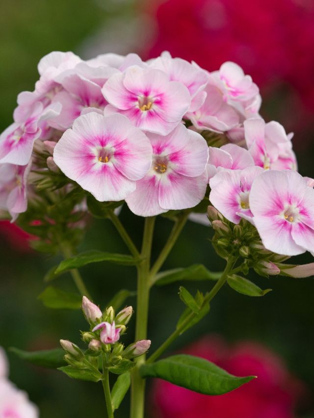 GROWING PHLOX FROM SEED