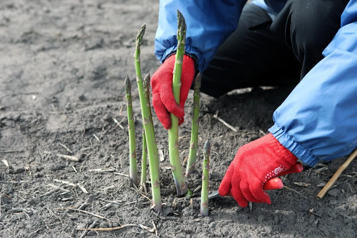 harvesting asparagus