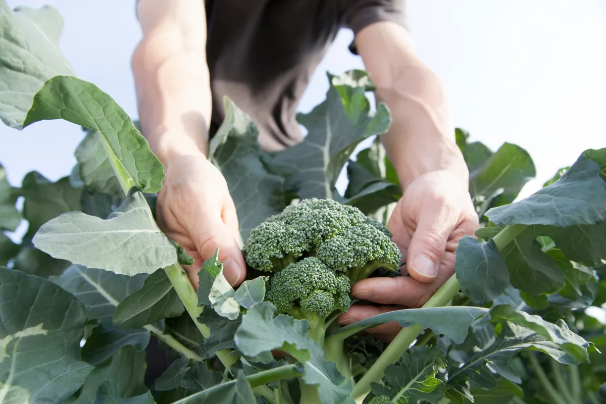 harvesting broccoli