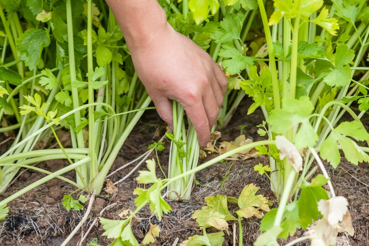 harvesting celery plant