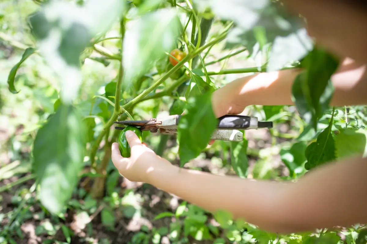 harvesting peppers off the plant