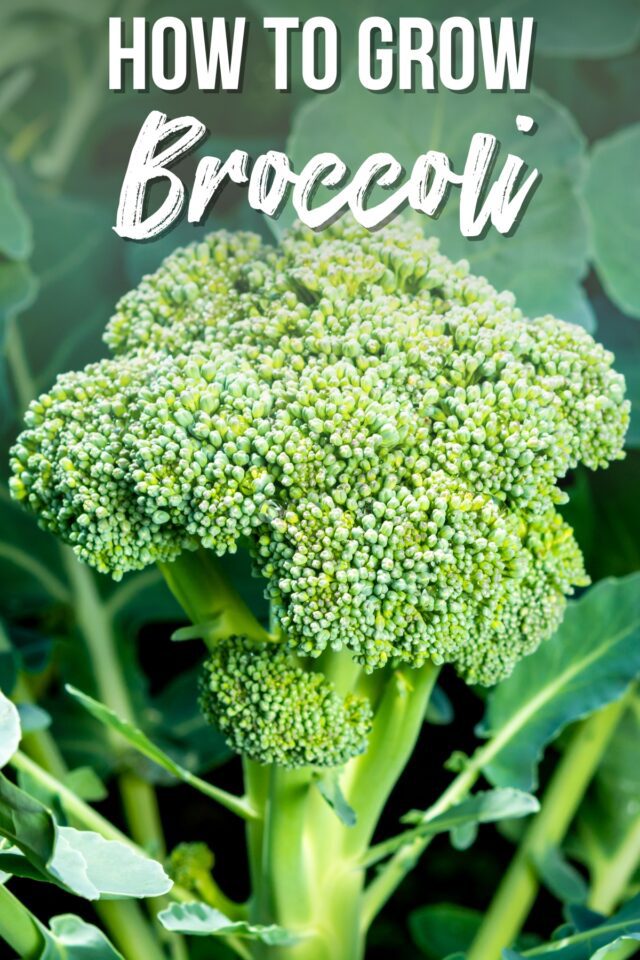 How To Grow Broccoli From Seed - Growhappierplants.com