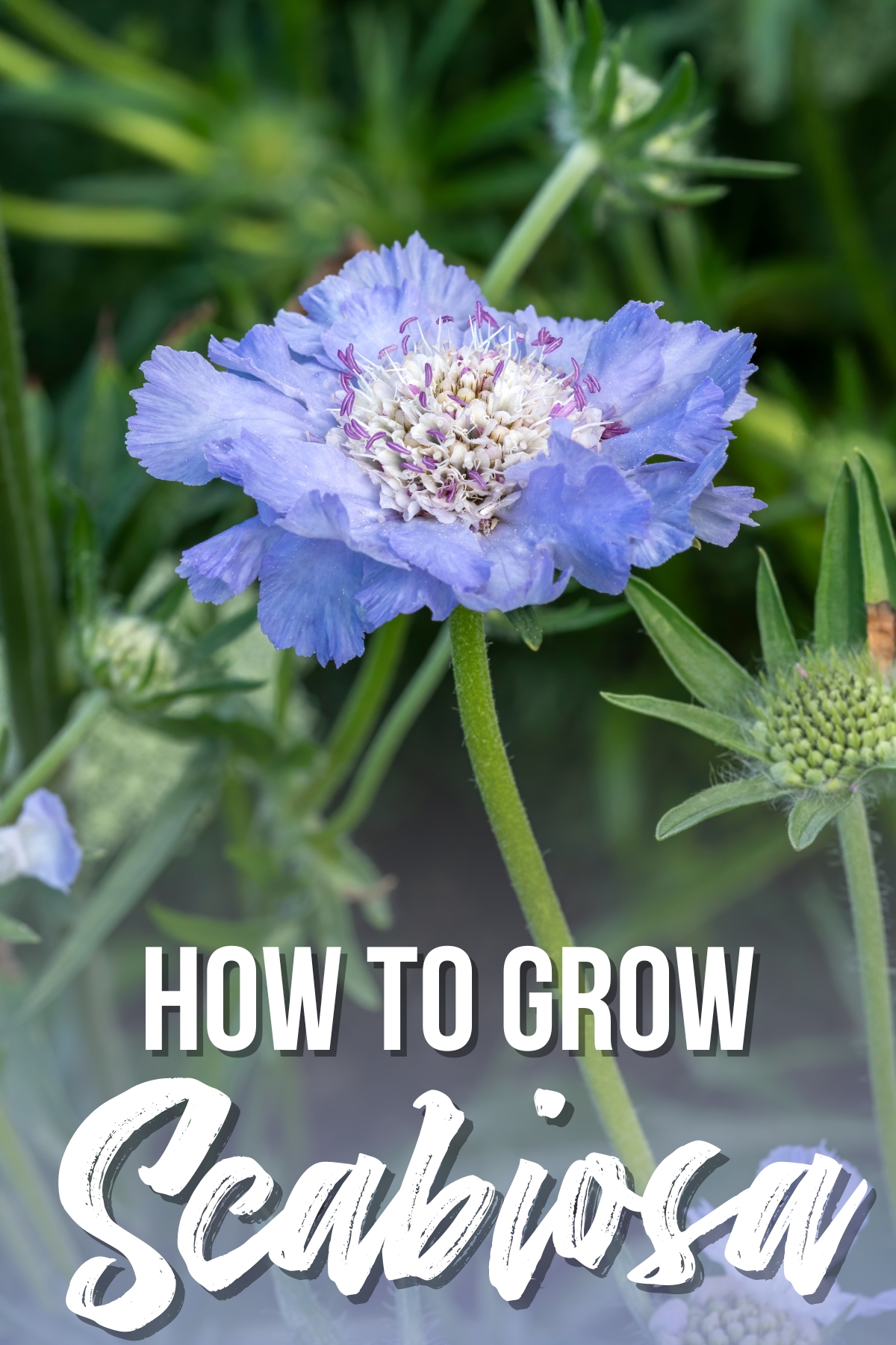 how to grow scabiosa