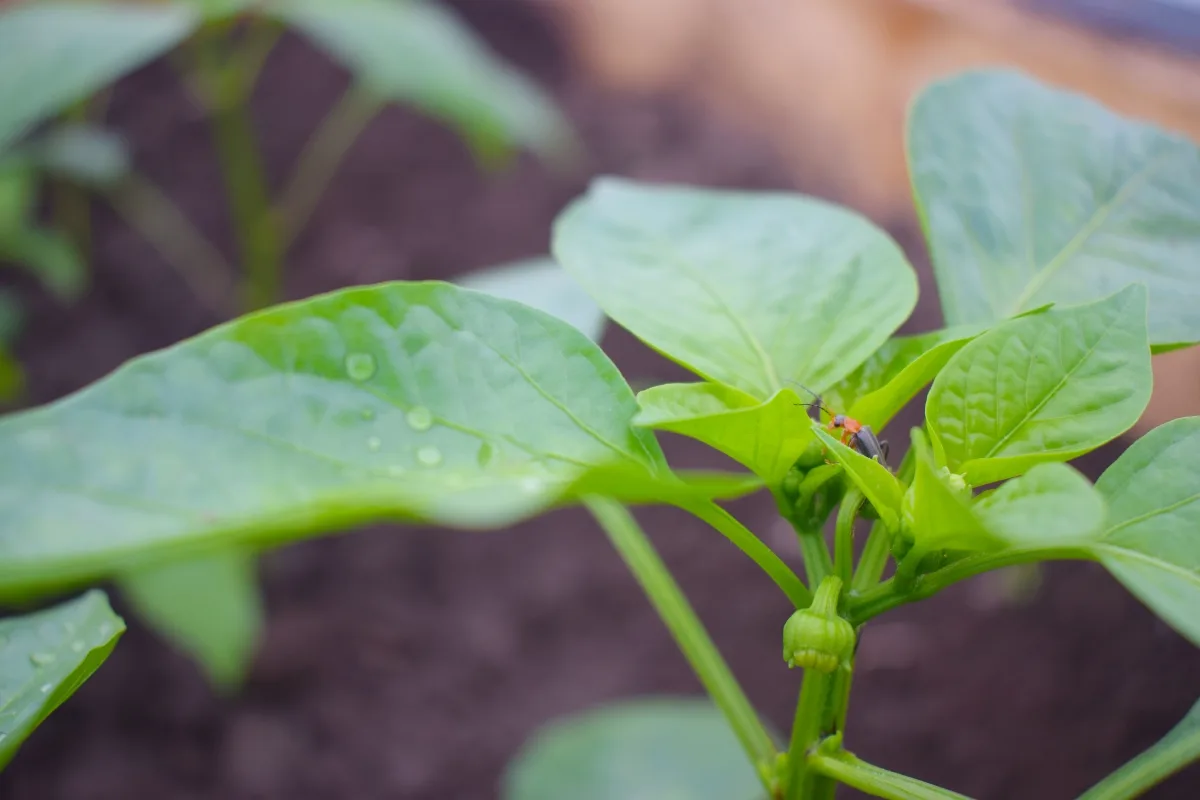 insect on pepper plant