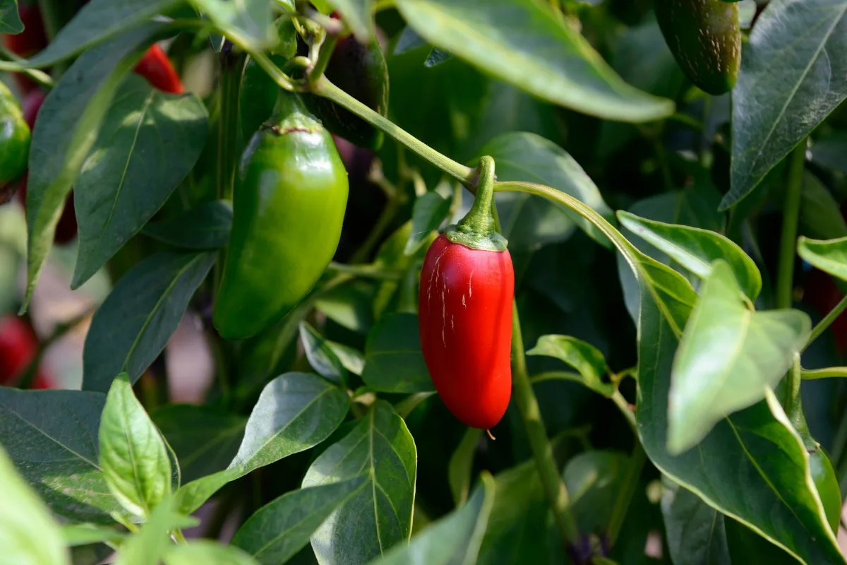 jalapeno pepper plant