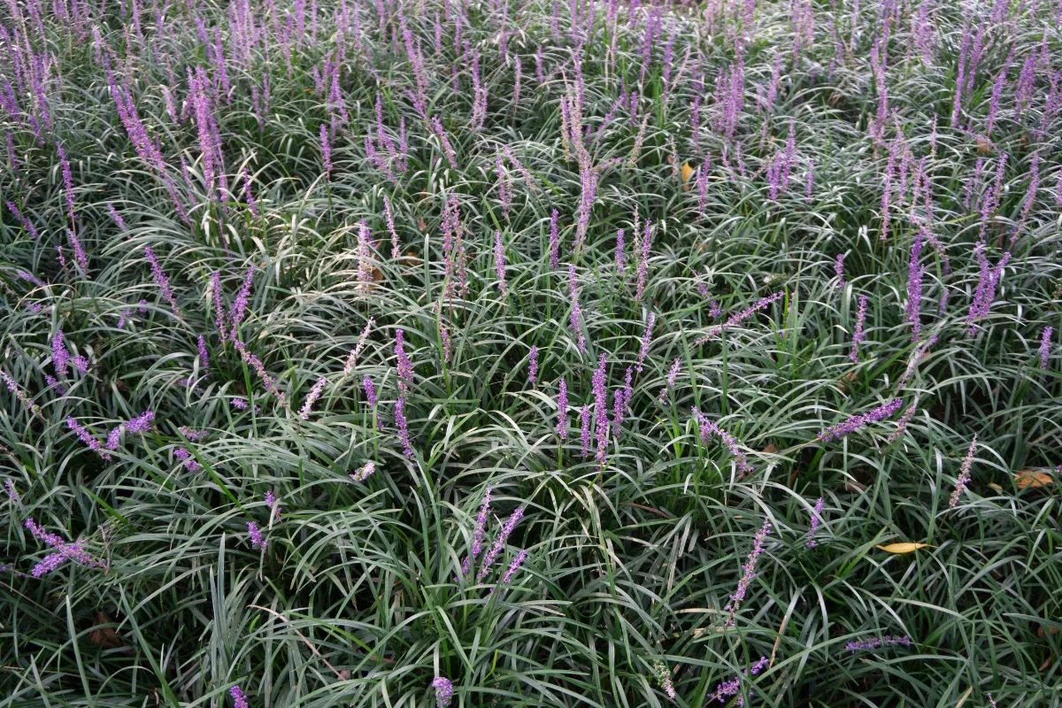 large area of liriope spicata