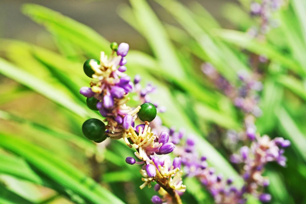 liriope berries