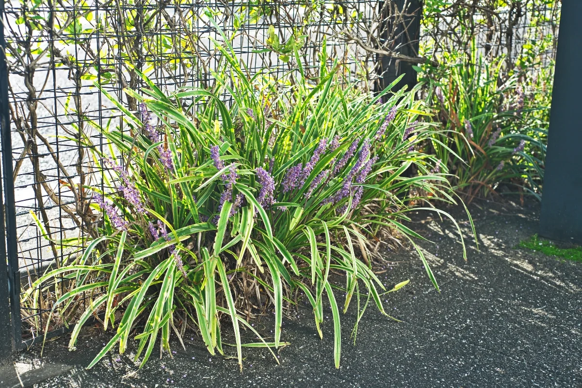 liriope spread controlled by concrete sidewalk