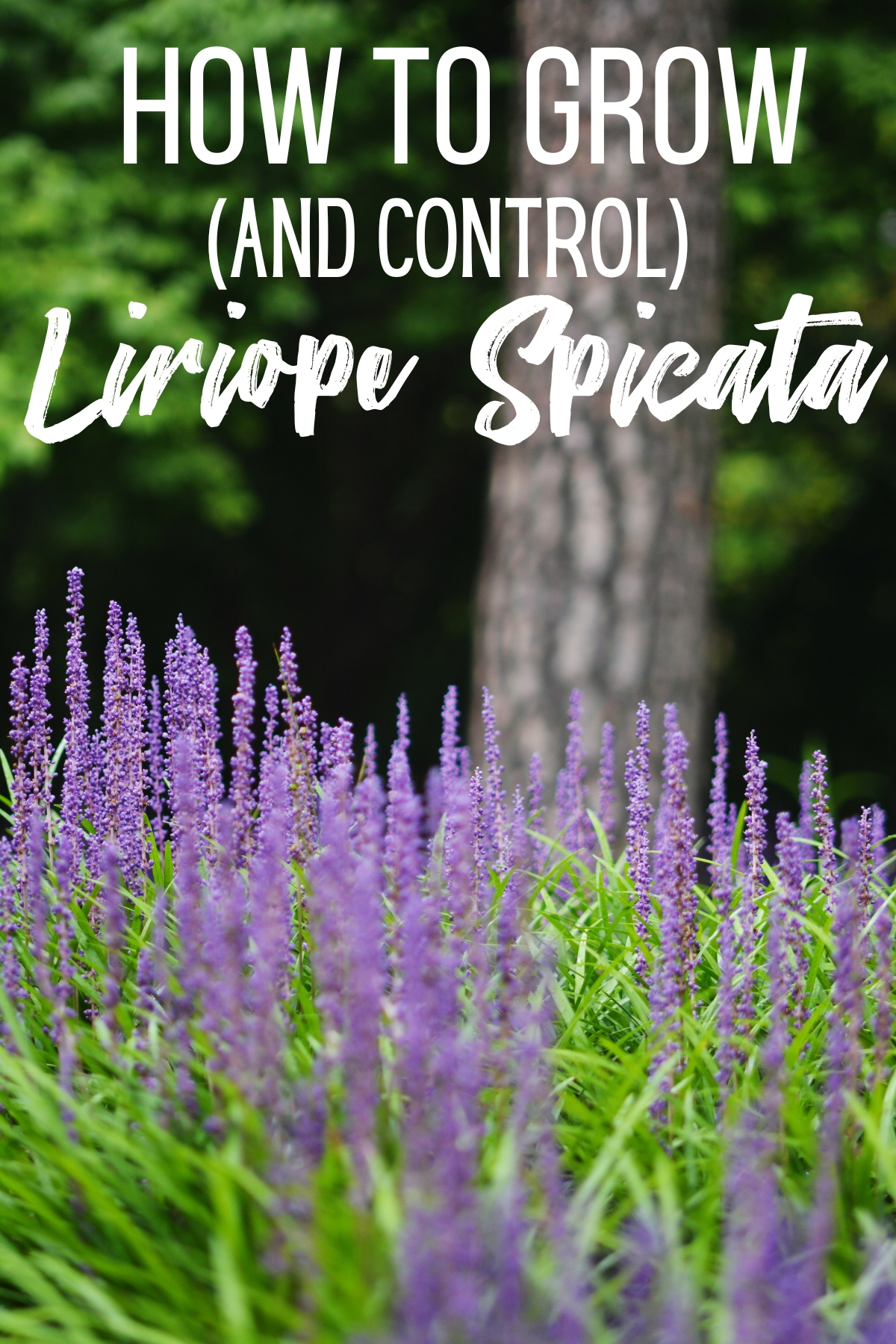 how to grow and control liriope spicata
