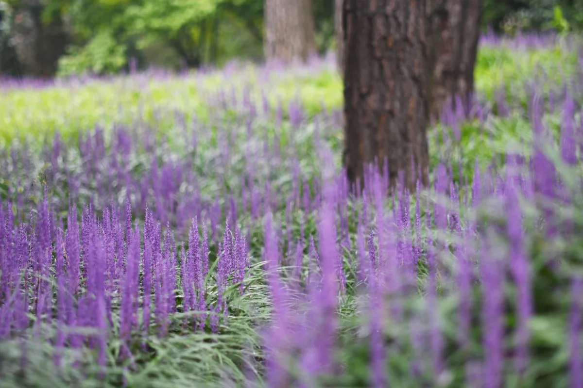 liriope spreading throughout a forested area