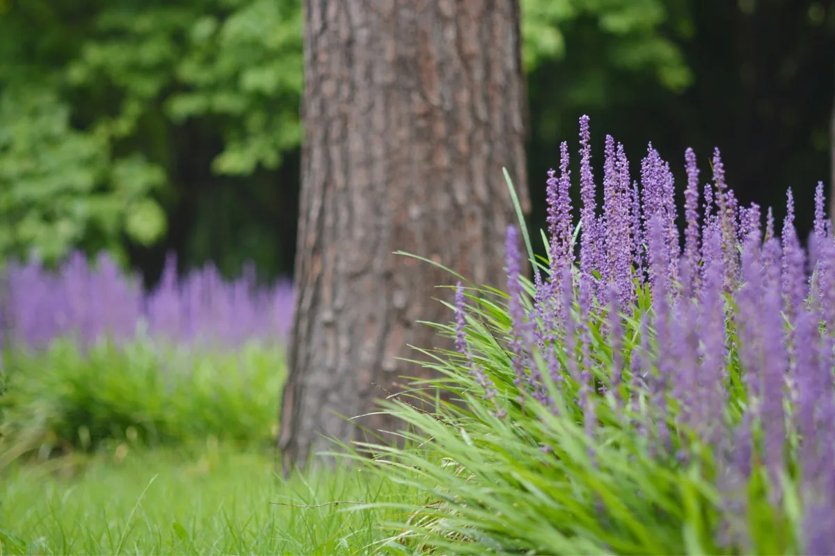 liriope groundcover under tree