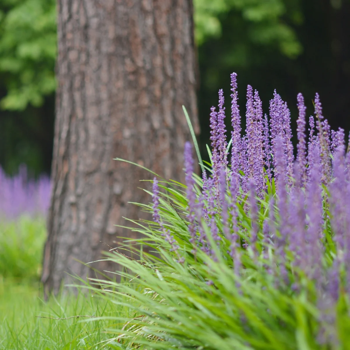 liriope growing under trees