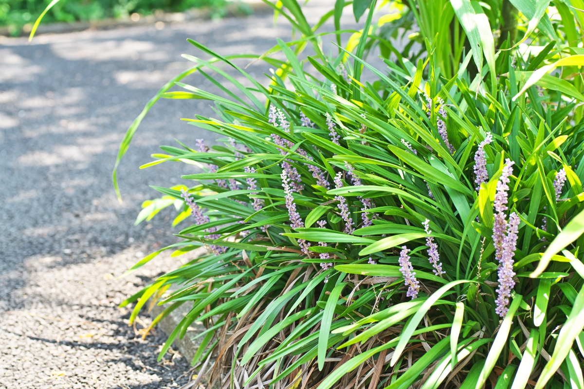 liriope controlled by concrete barrier