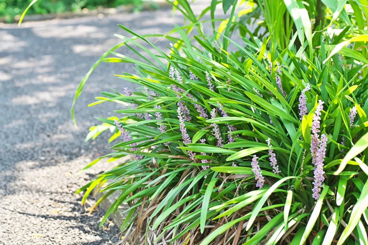 liriope controlled by concrete barrier