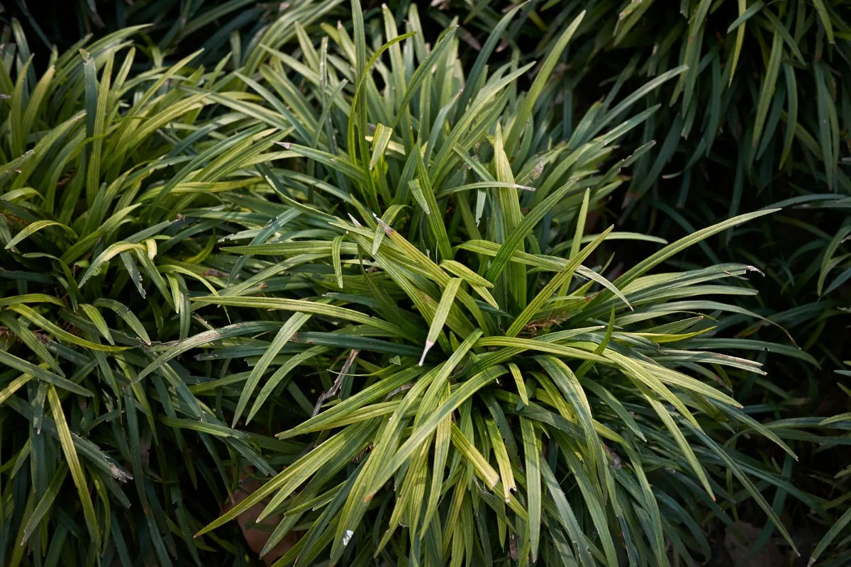 liriope without blooms