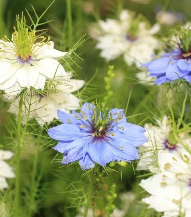 close up of love-in-a-mist flowers blooming