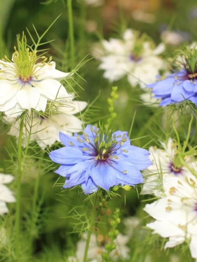 GROWING LOVE-IN-A-MIST FROM SEED
