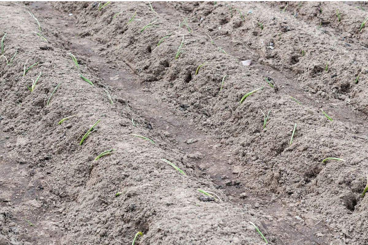 onion seedlings after planting