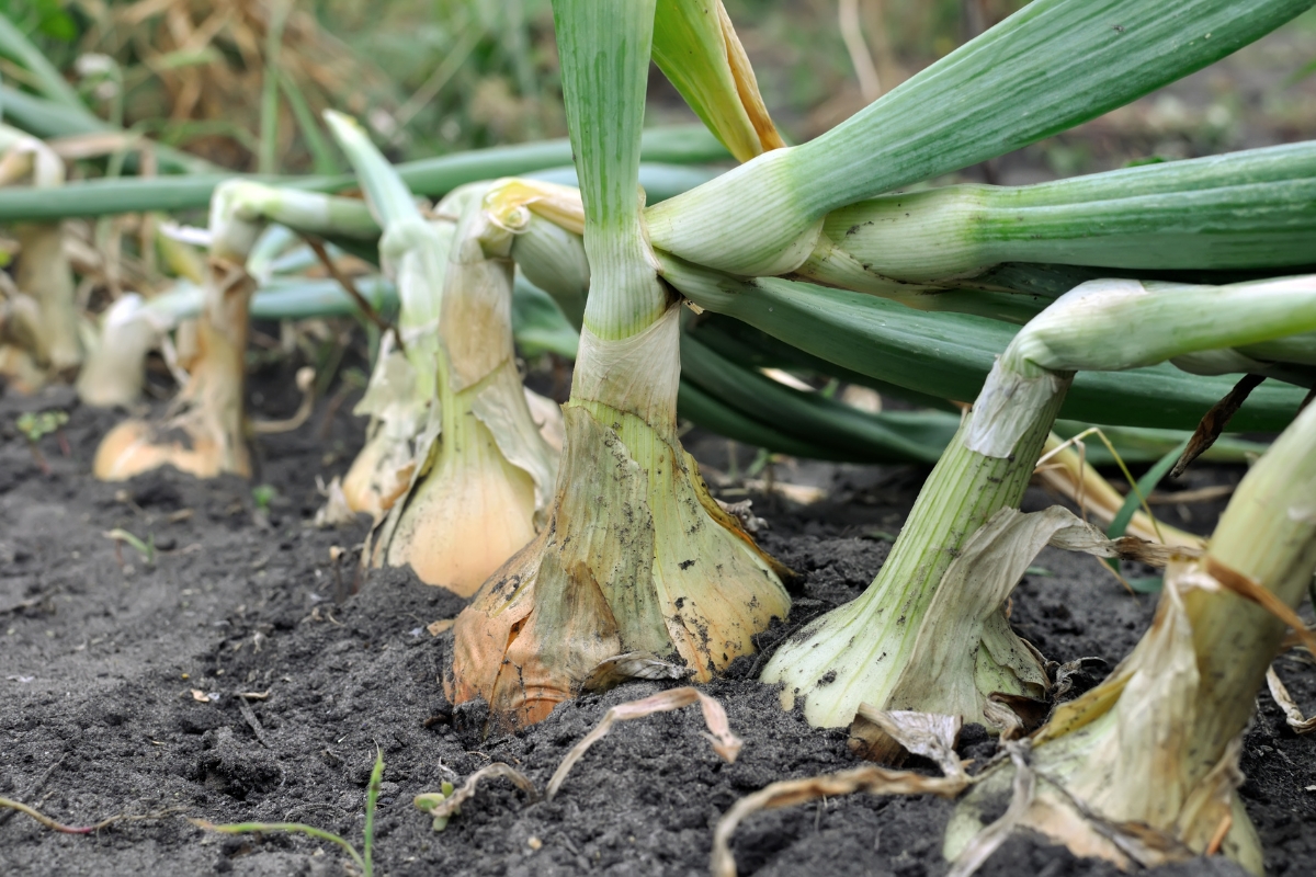 onions ready for harvest