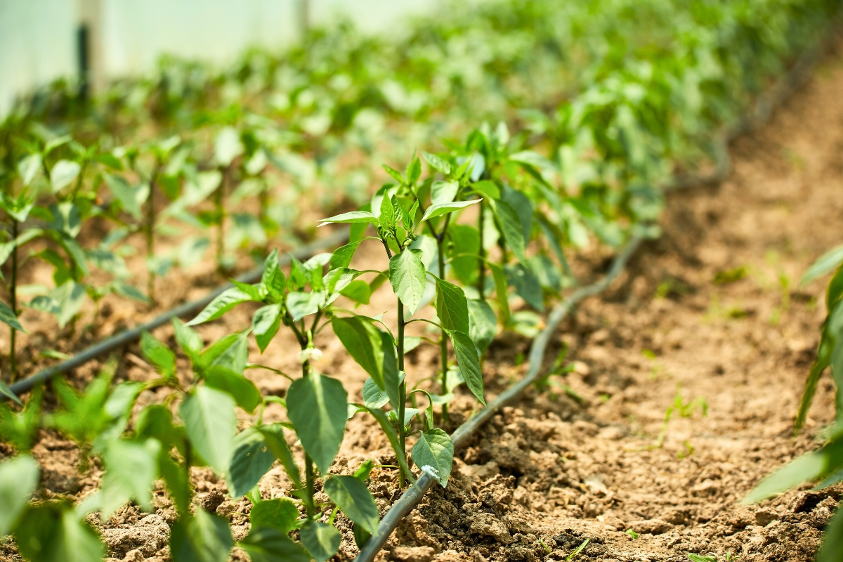 pepper plants in rows with drip irrigation