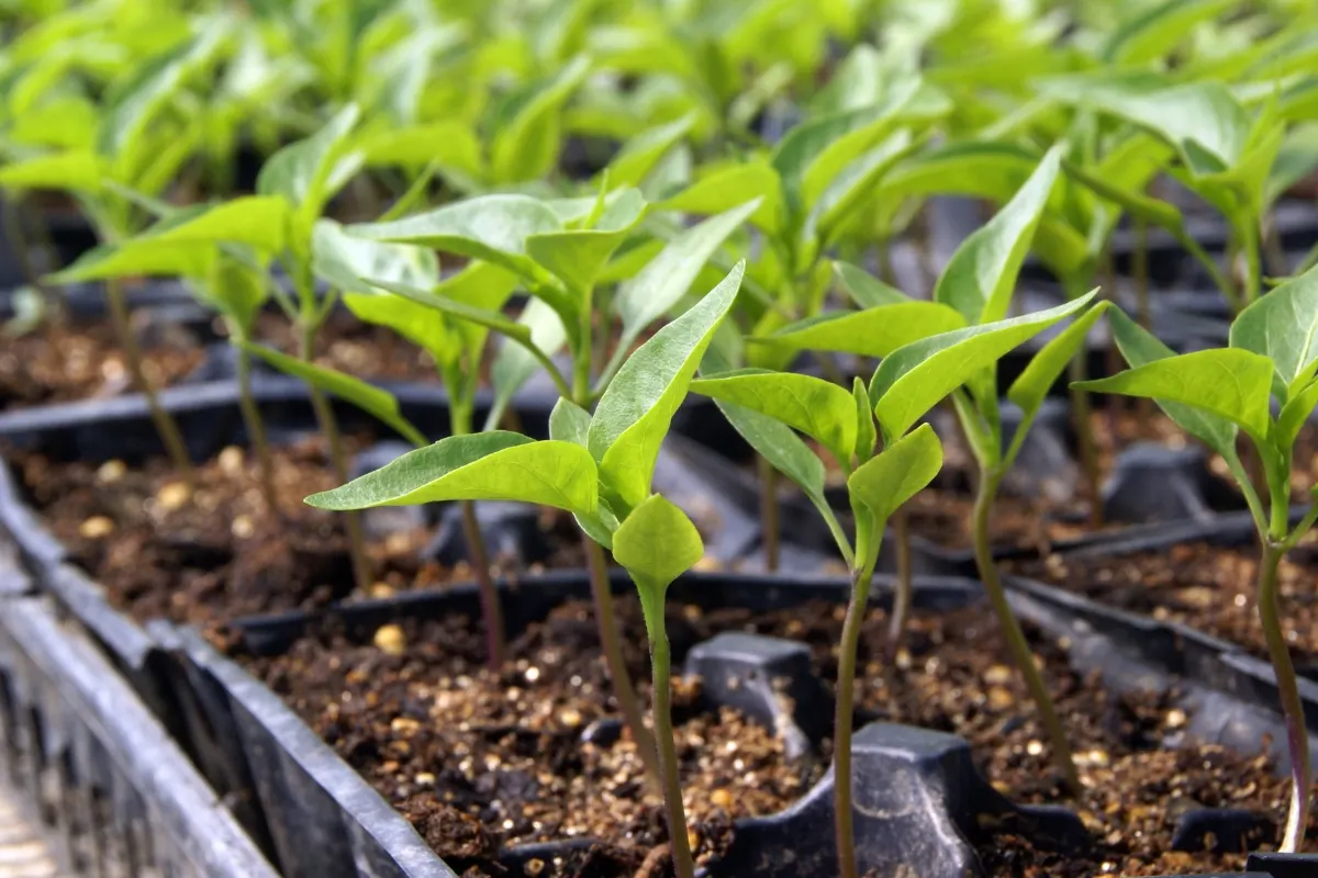 pepper seedlings