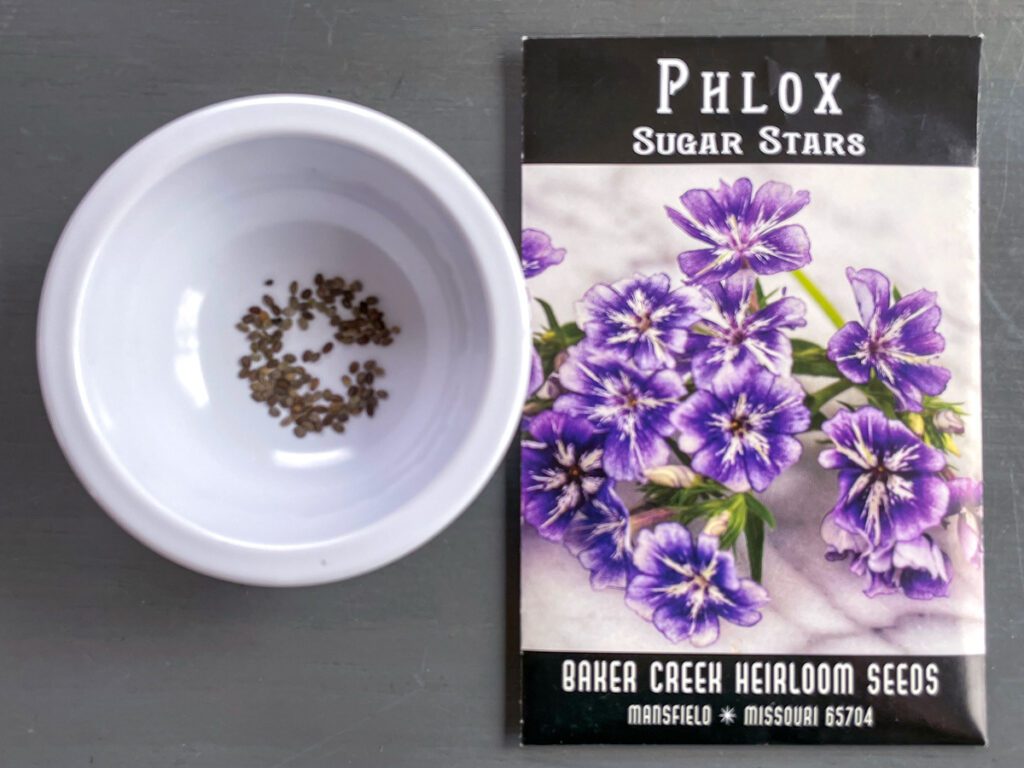 How to Grow Phlox from Seed