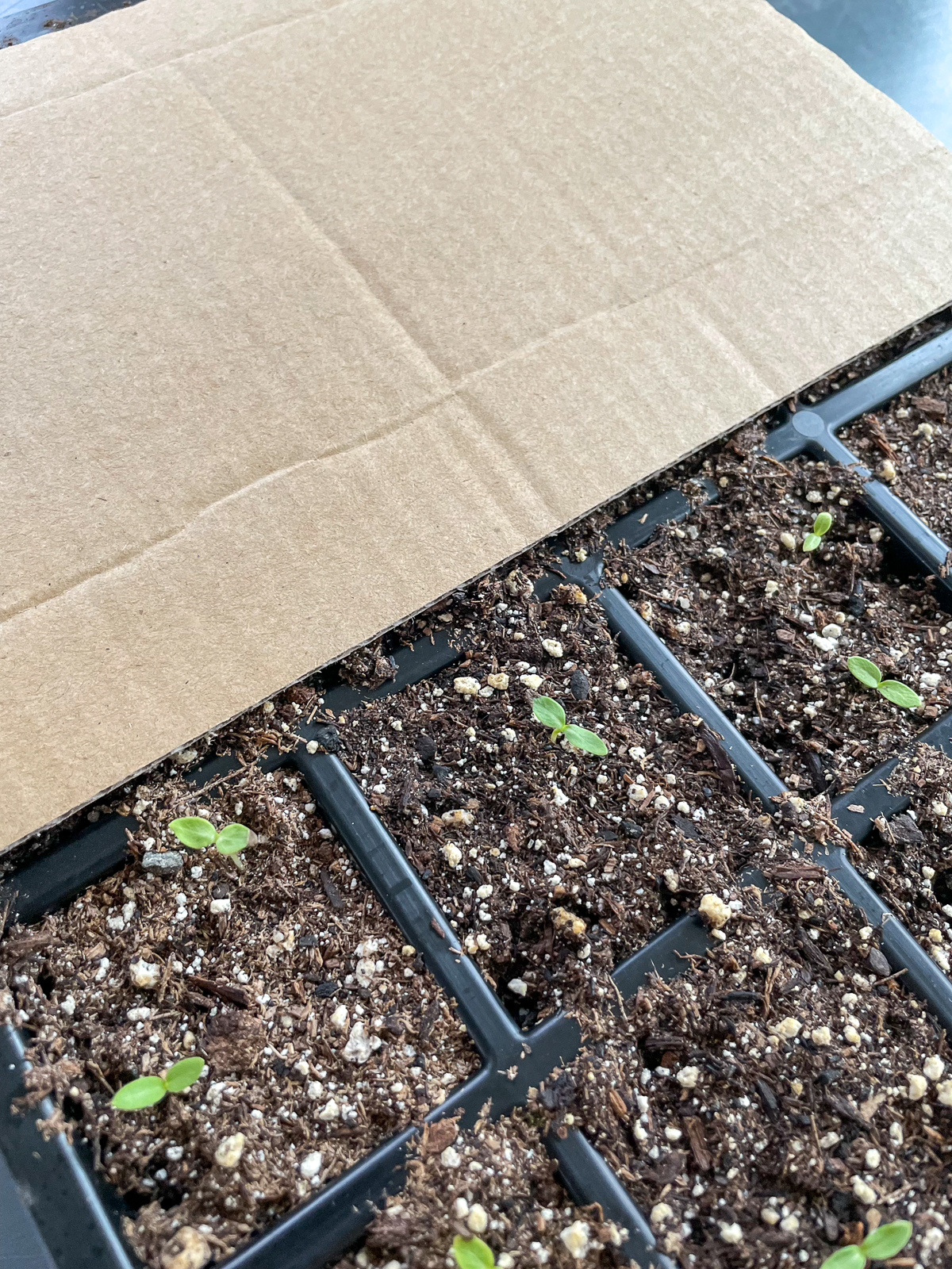 covering phlox seeds with cardboard to provide darkness until germination