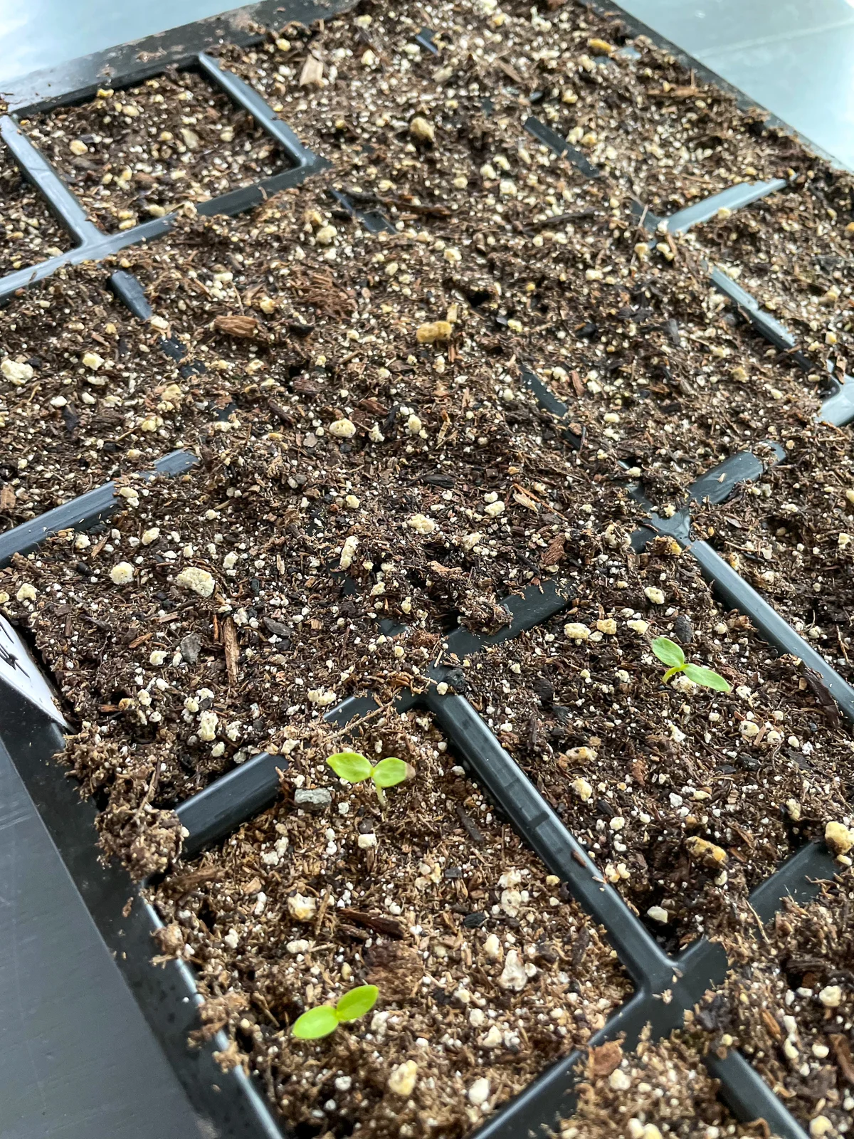 half of a tray of phlox seeds germinated while the other half didn't