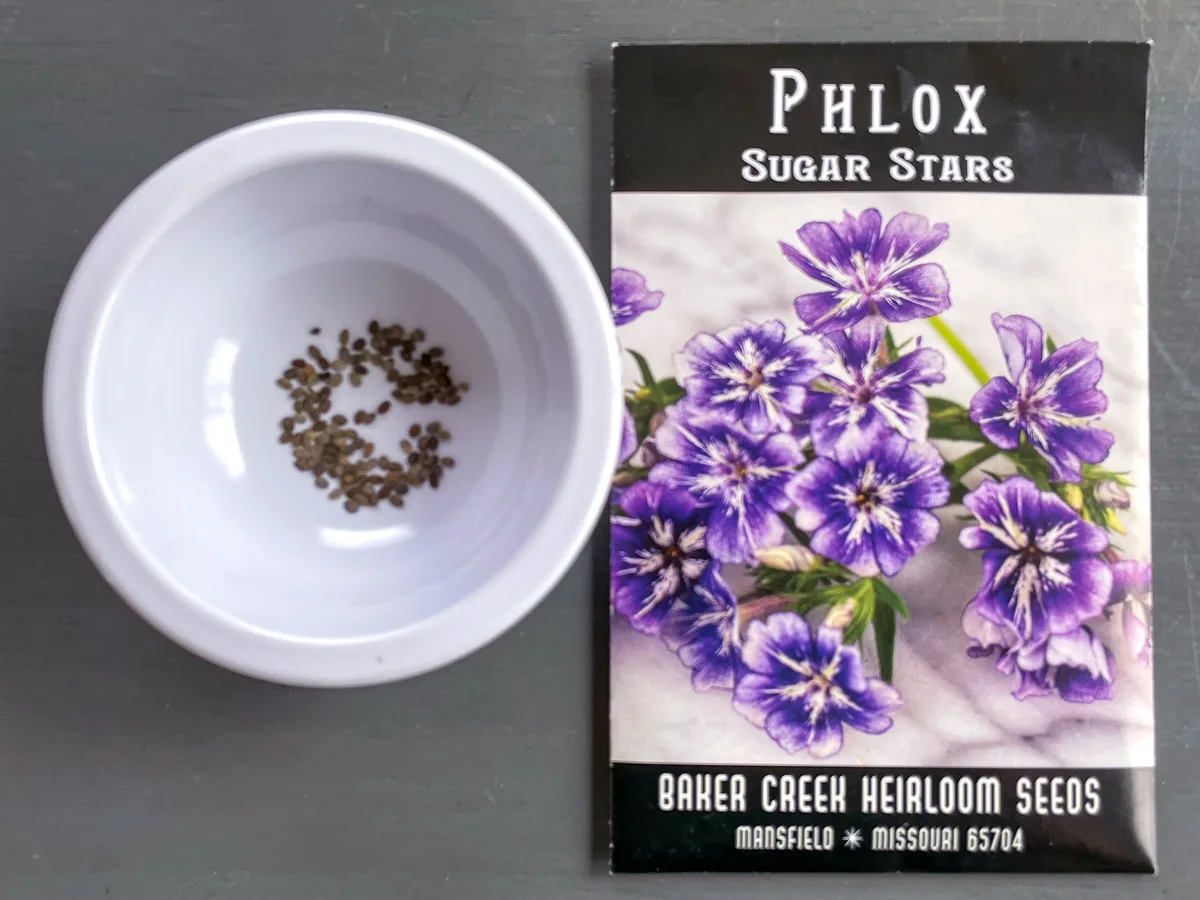 Sugar Stars Phlox seeds in a bowl with seed packet