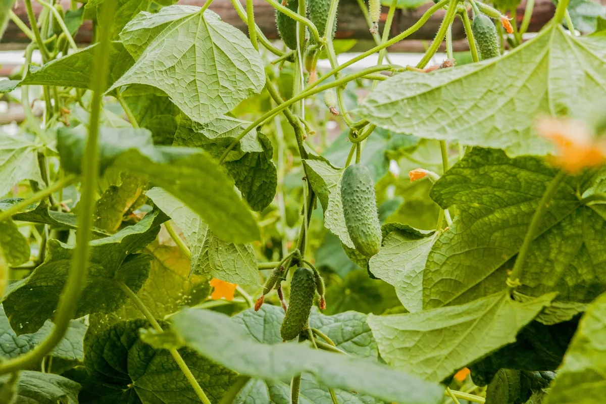 pickling cucumber plants