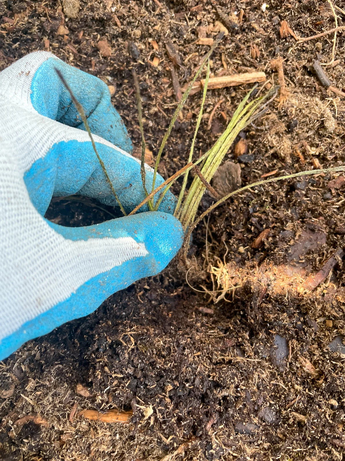 planting bare root liriope