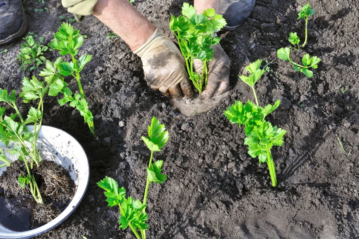 planting celery seedlings