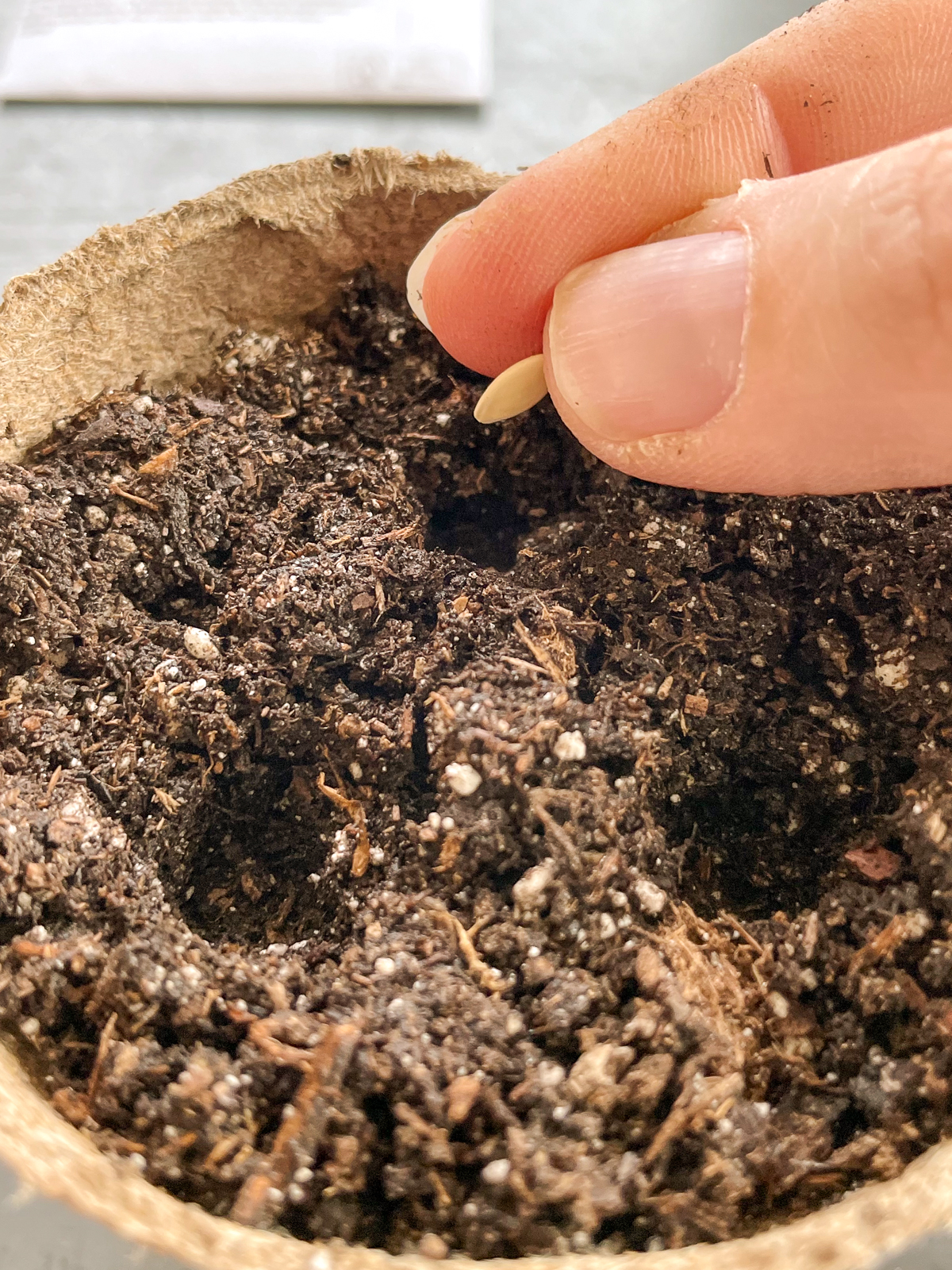 planting cucumber seeds in a peat pot