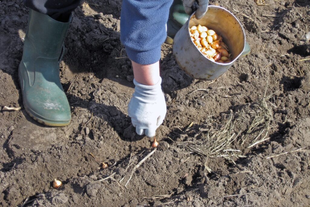 How to Grow Onions from Seed