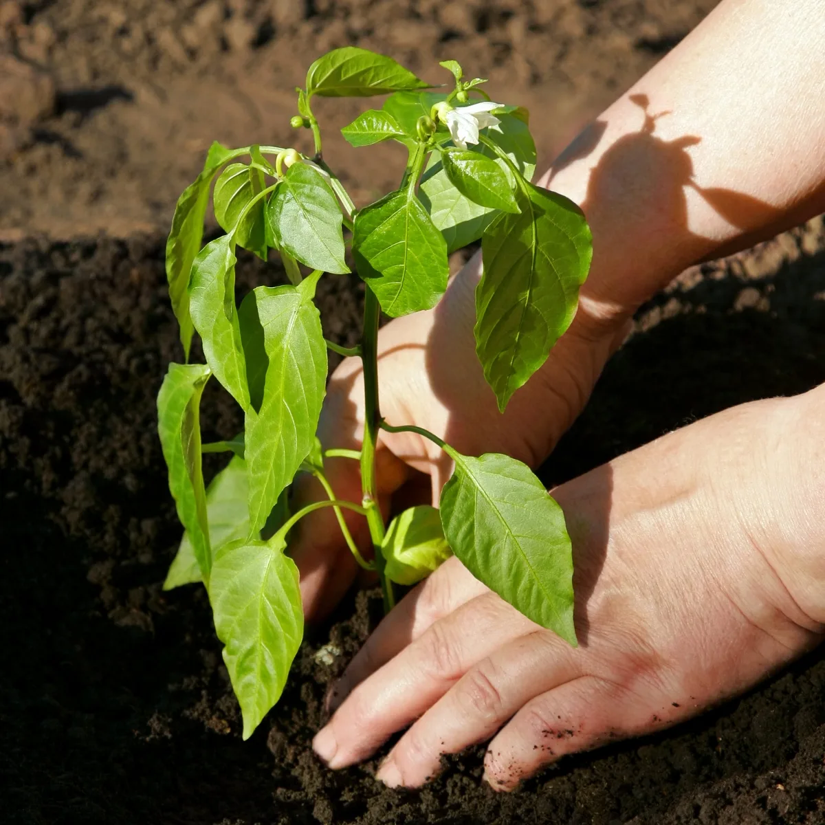 planting pepper plant in the garden