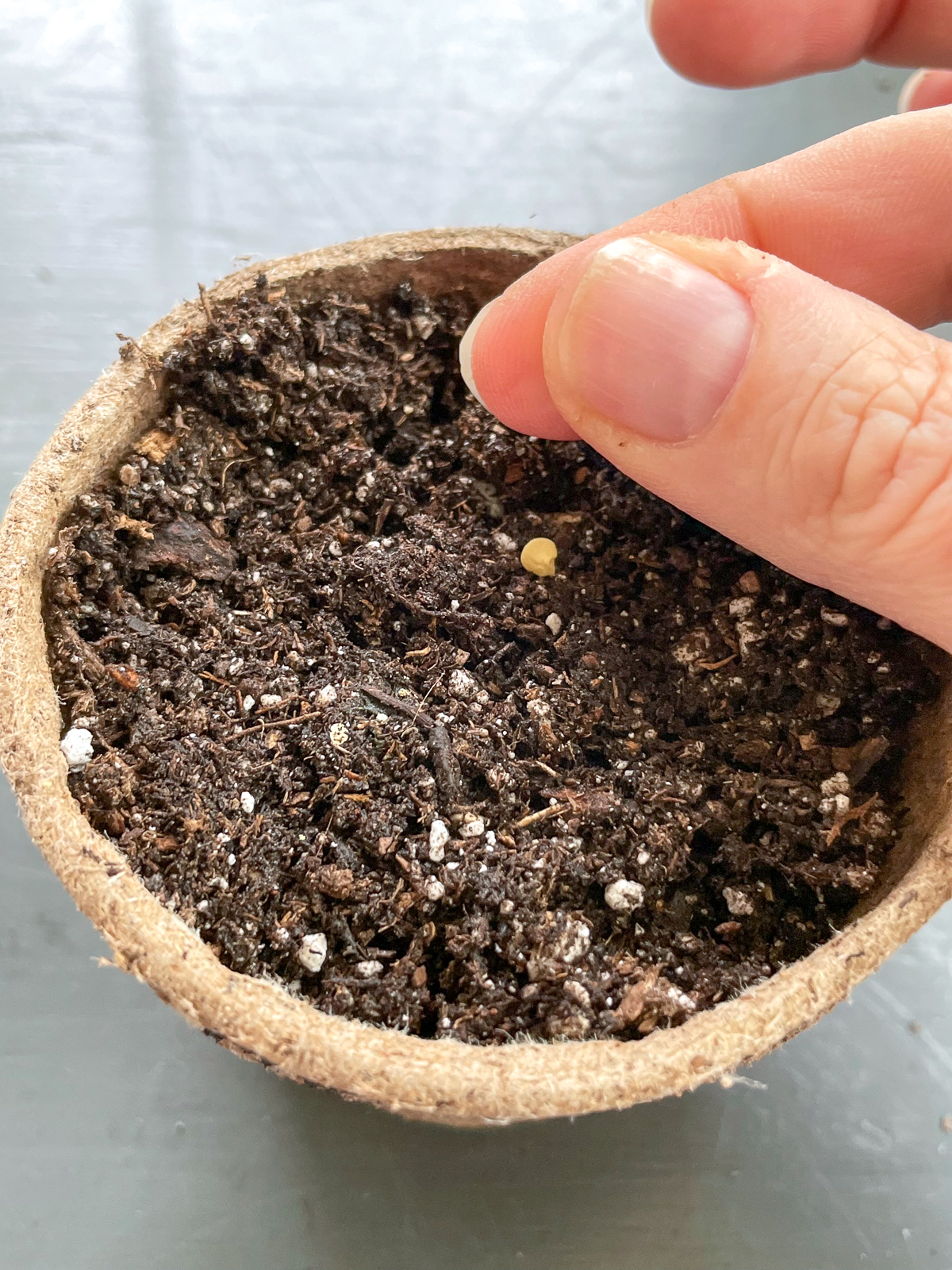 planting pepper seeds in a peat pot