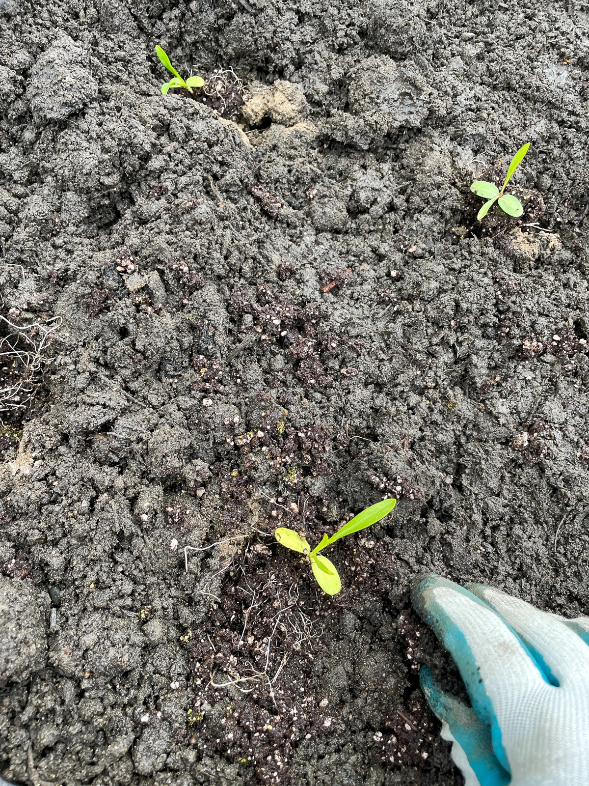 spacing scabiosa seedlings in flower bed