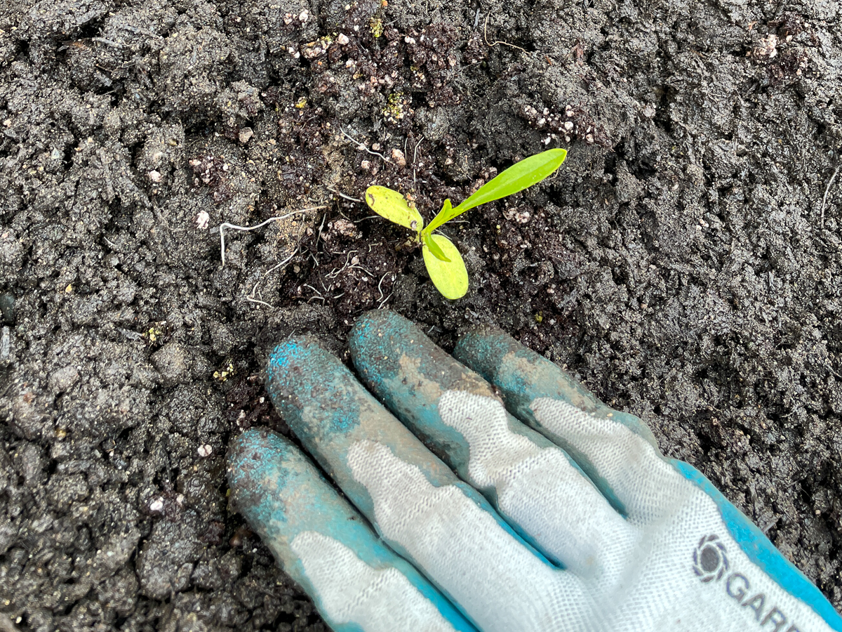 planting scabiosa seedling in the ground