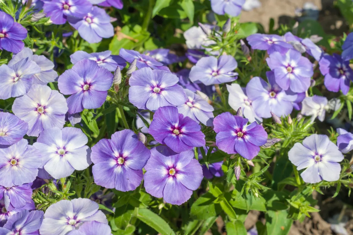 purple phlox