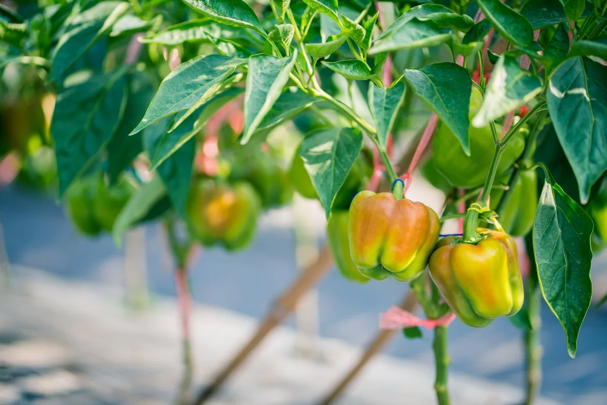 ripening peppers