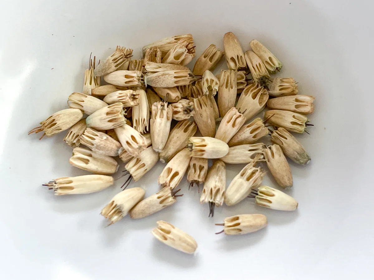 scabiosa seeds in white bowl