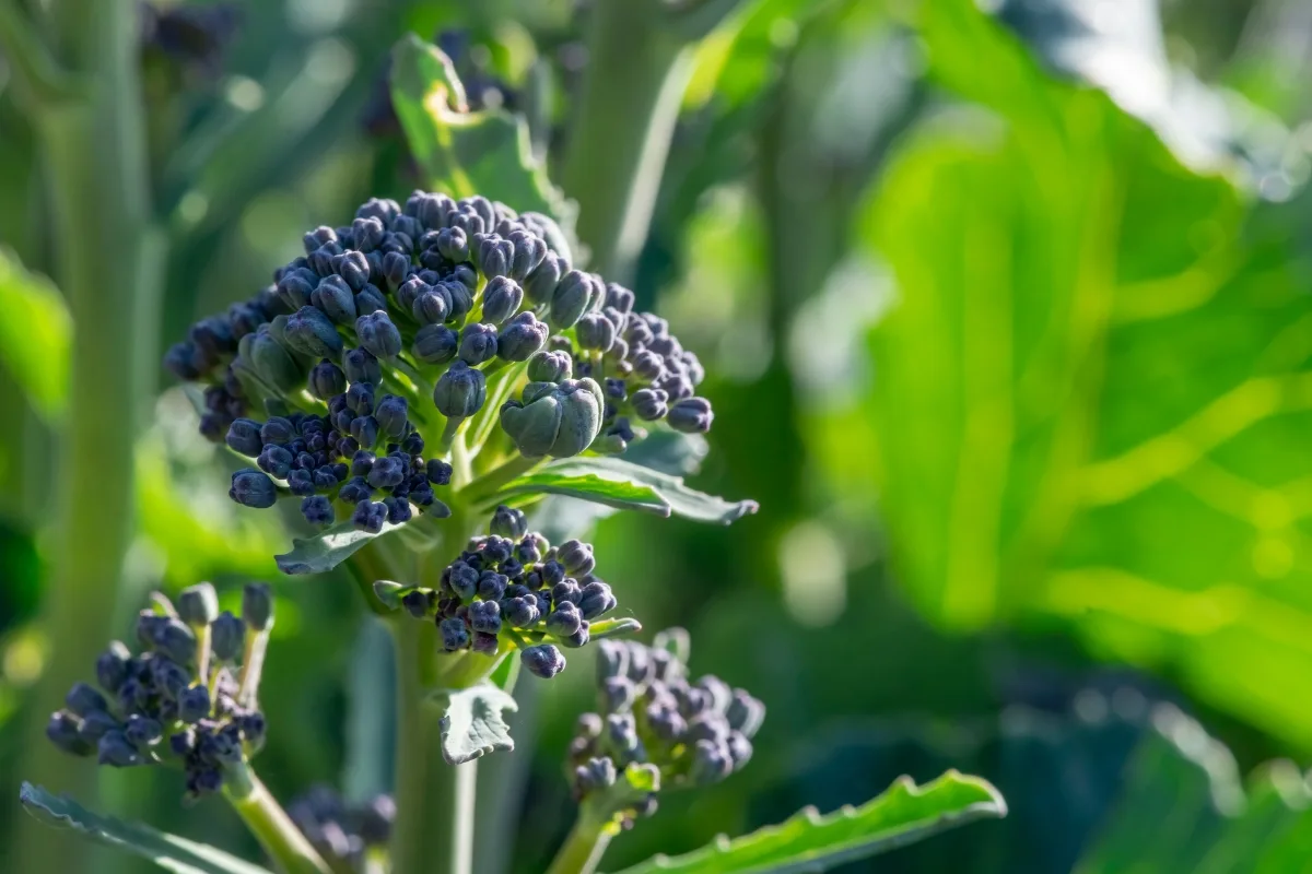 sprouting broccoli