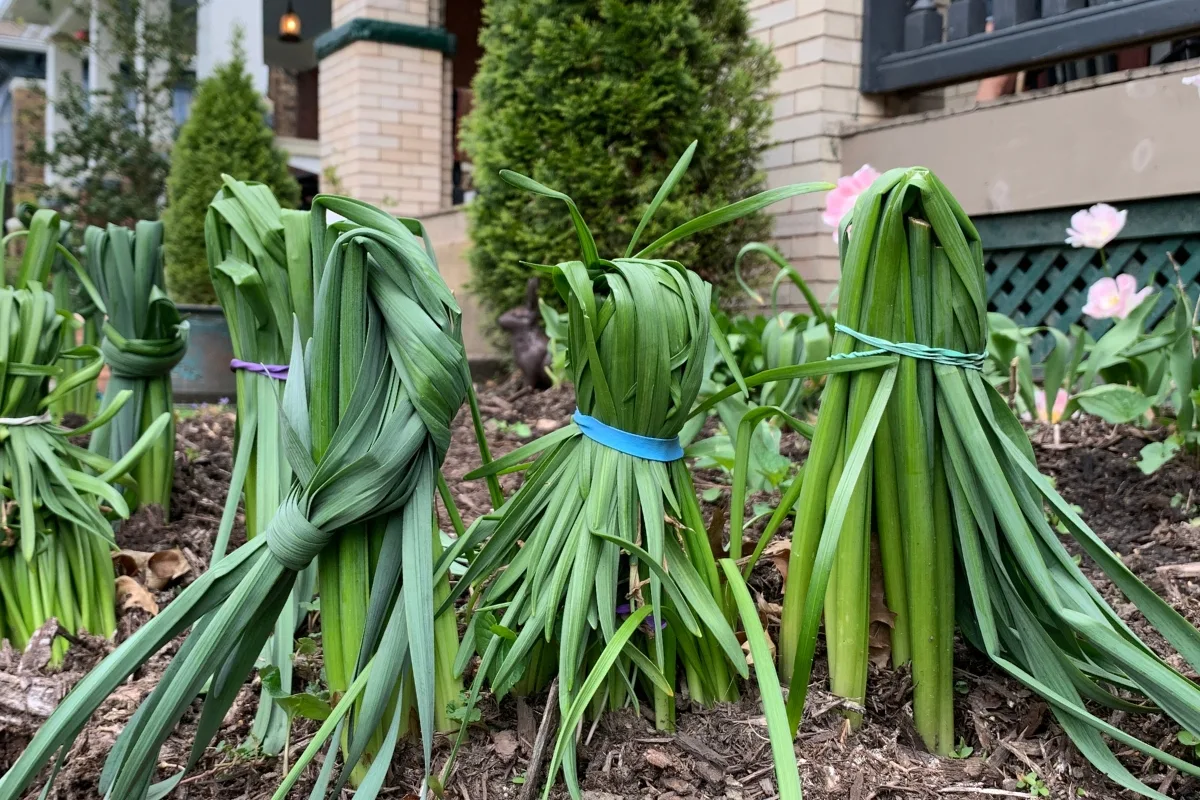 tied up daffodil foliage in a garden bed