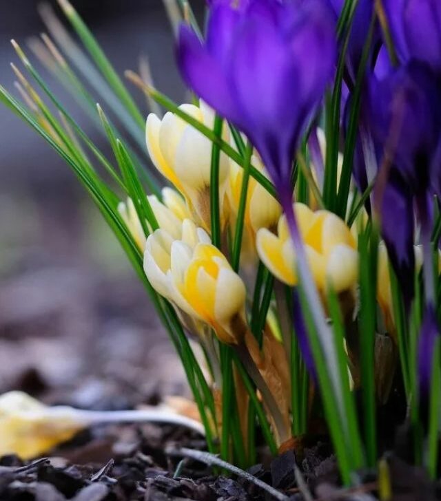 close up of blooming crocus in yellow and purple