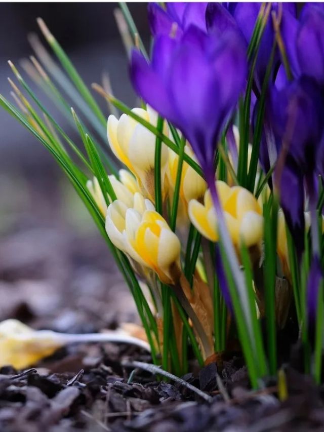 CARING FOR CROCUS AFTER BLOOMING
